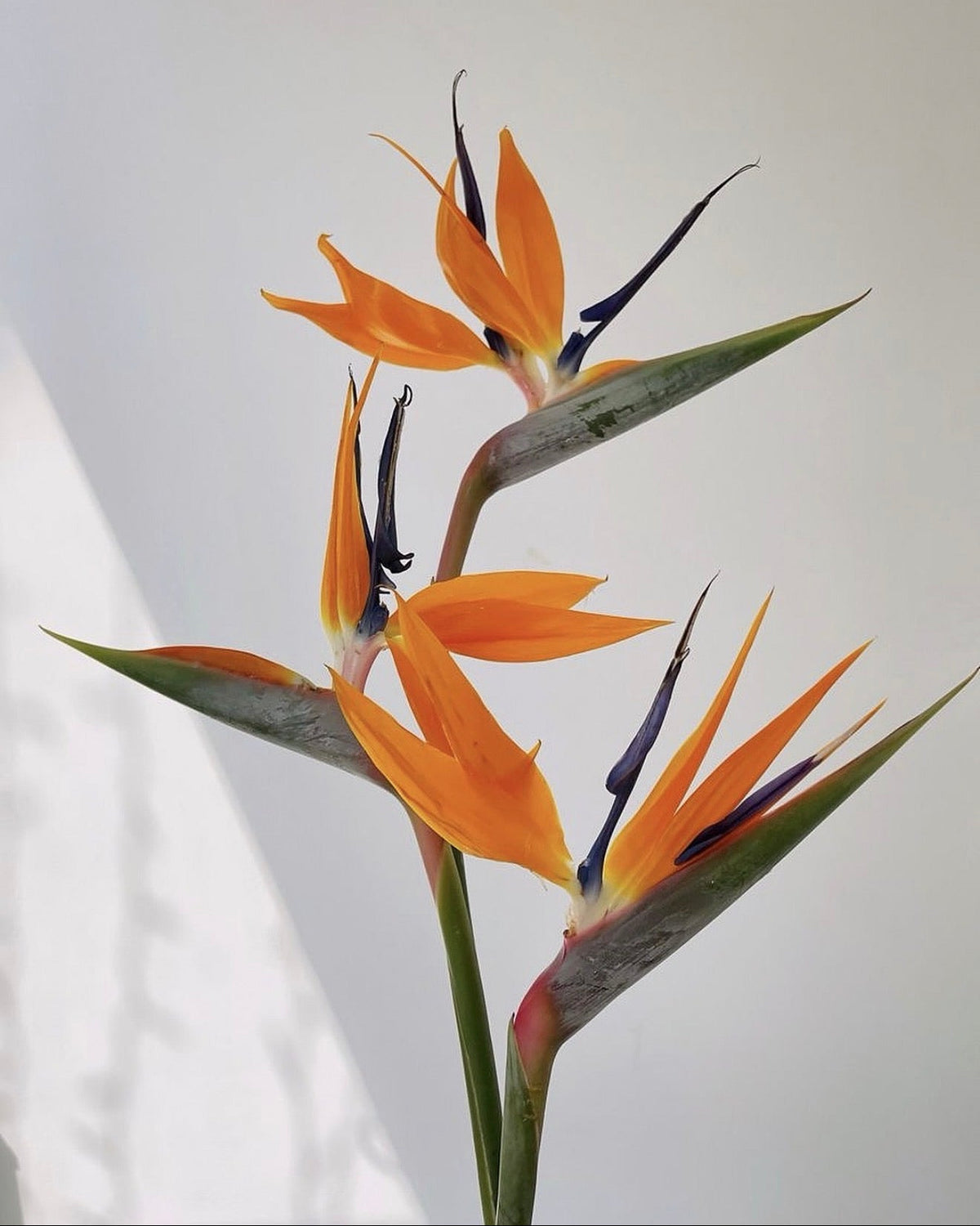Three orange bird of paradise flowers with green leaves and dark blue accents, photographed against a plain light background with soft shadows.