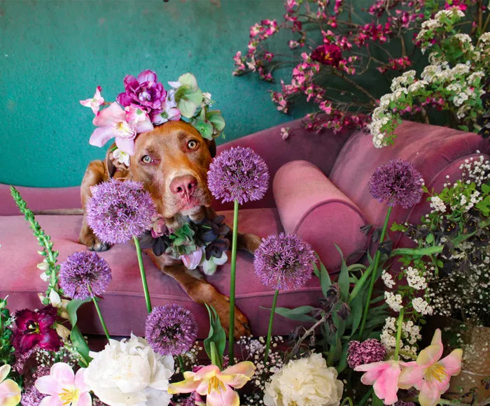Flowers and Pets – What’s Safe and What’s Not