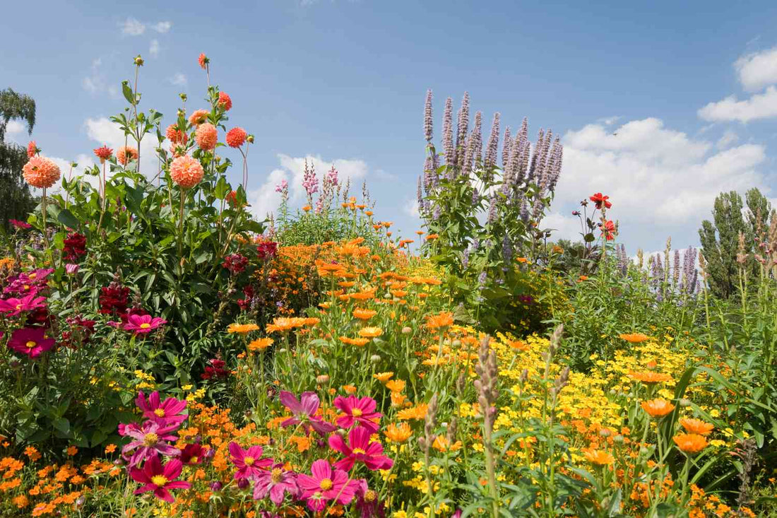 Summer Most Stunning Flowers: Blooms That Thrive in the Heat