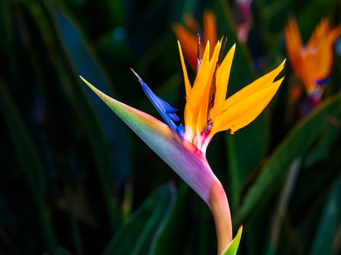 How to Choose Sympathy Flowers When You Don’t Know What to Say