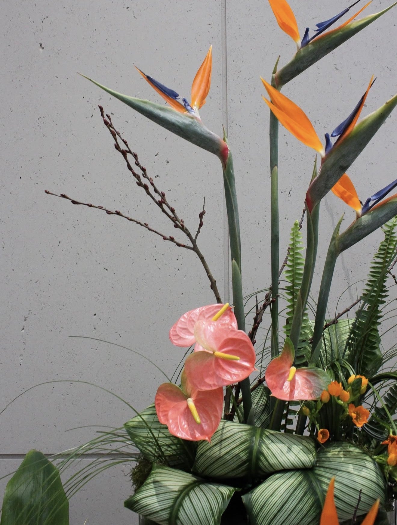 A tropical floral arrangement featuring orange bird of paradise flowers, pink anthuriums, green striped caladium leaves, and ferns against a light gray concrete wall.