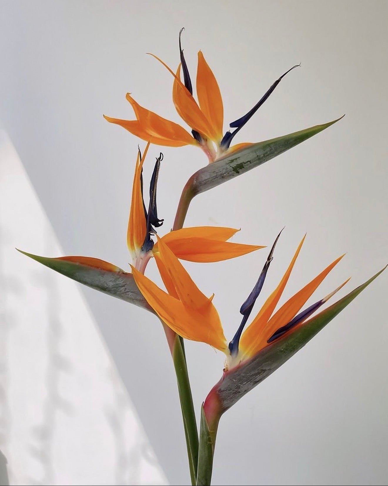 Three orange bird of paradise flowers with green leaves and dark blue accents, photographed against a plain light background with soft shadows.