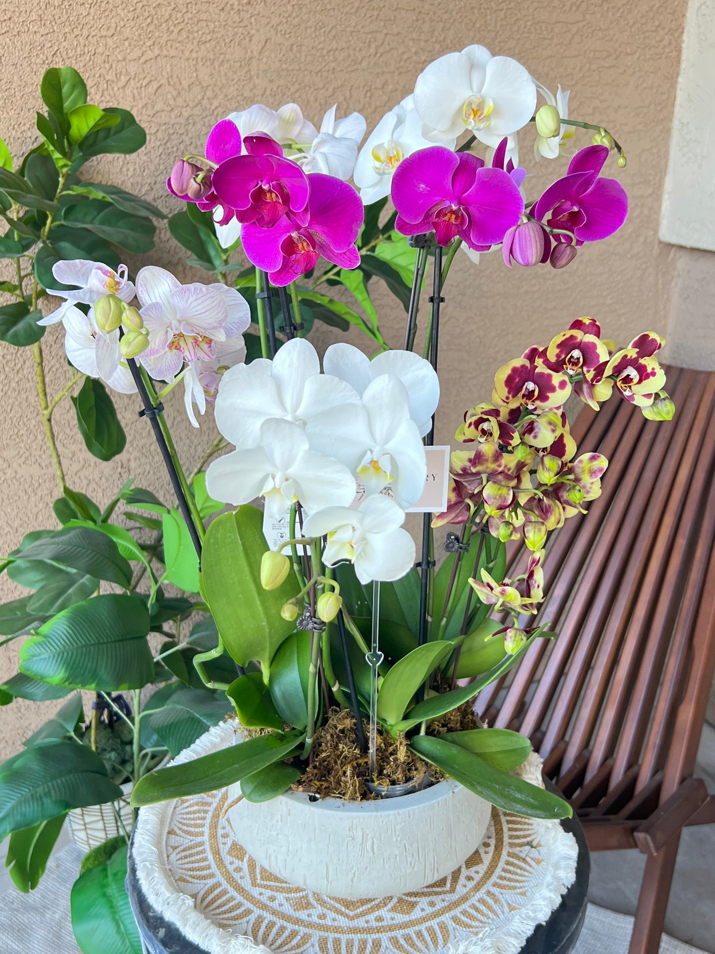 Elegant luxury orchid plant in a premium container, hand-selected for beauty and quality. Perfect gift or décor for home and office.
