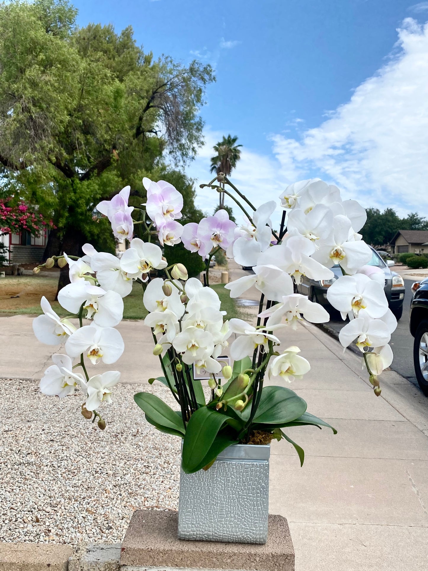 Elegant luxury orchid plant in a premium container, hand-selected for beauty and quality. Perfect gift or décor for home and office.
