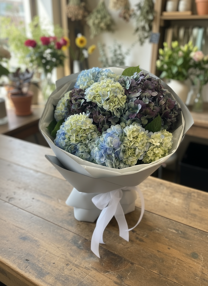 premium hydrangea blooms in a surprise mix of classy hues Perfect for Valentine’s Day, anniversary , birthdays, or any special occasion to expressing love, gratitude, or simply brightening someone’s day.  