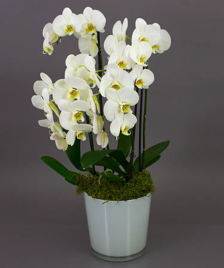 Elegant luxury orchid plant in a premium container, hand-selected for beauty and quality. Perfect gift or décor for home and office.
