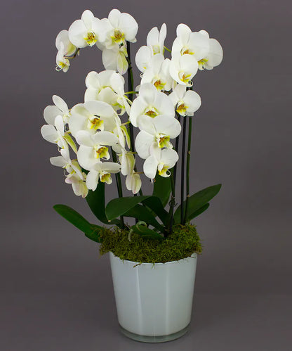 Elegant luxury orchid plant in a premium container, hand-selected for beauty and quality. Perfect gift or décor for home and office.
