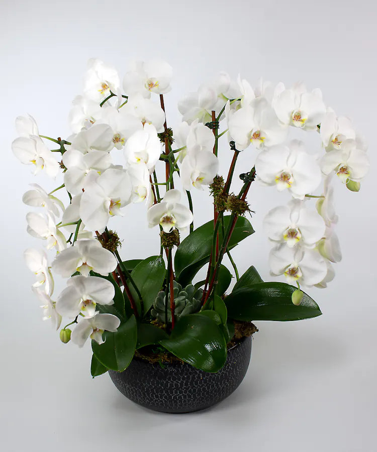 Elegant luxury orchid plant in a premium container, hand selected for beauty and quality. Perfect gift or décor for home and office.
